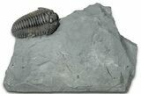 Prone Flexicalymene Trilobite - Mt Orab, Ohio #329802-1